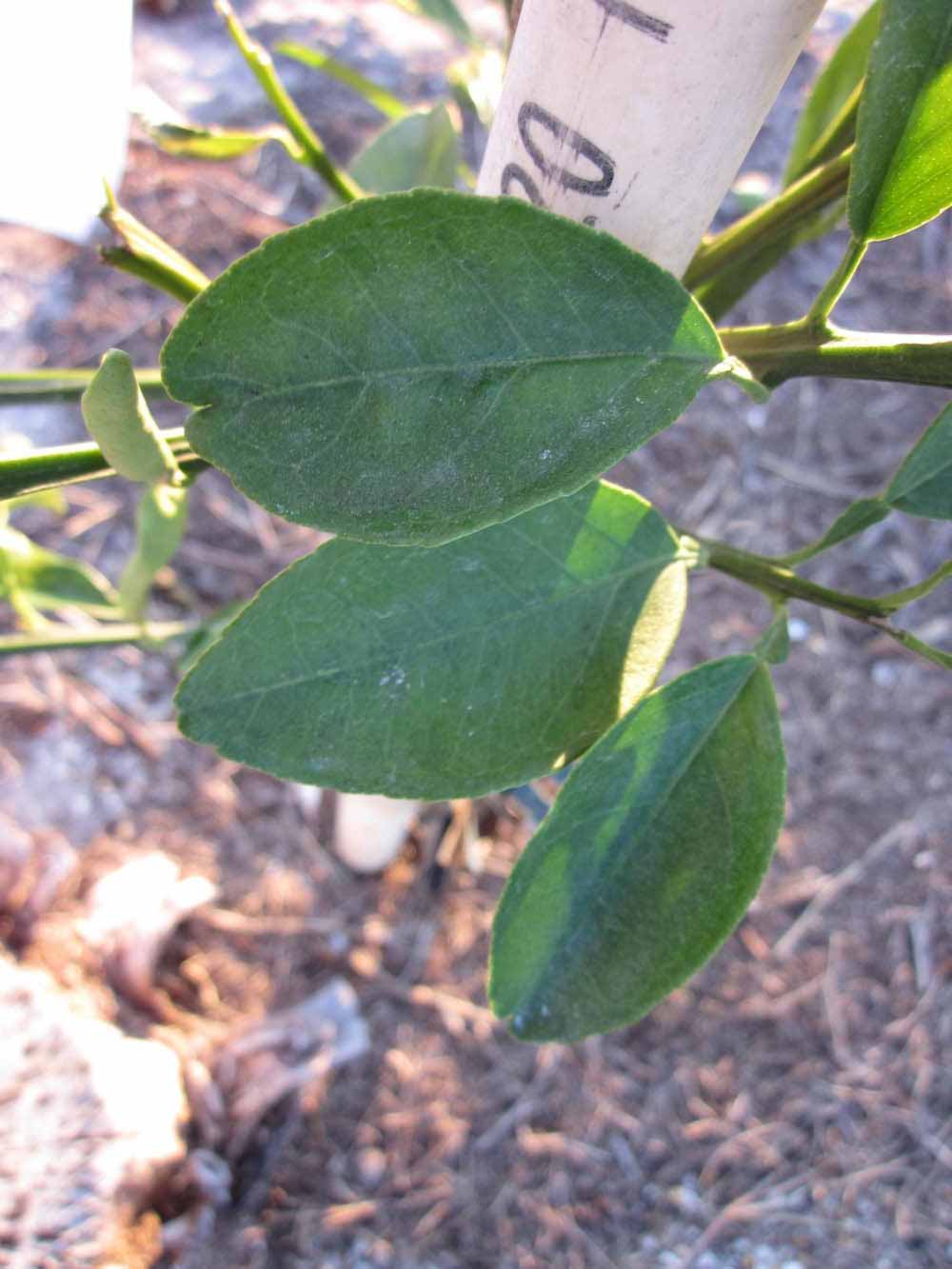            Shade leaves (Winter Haven, FL)   